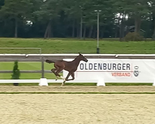 Video of Gio LH