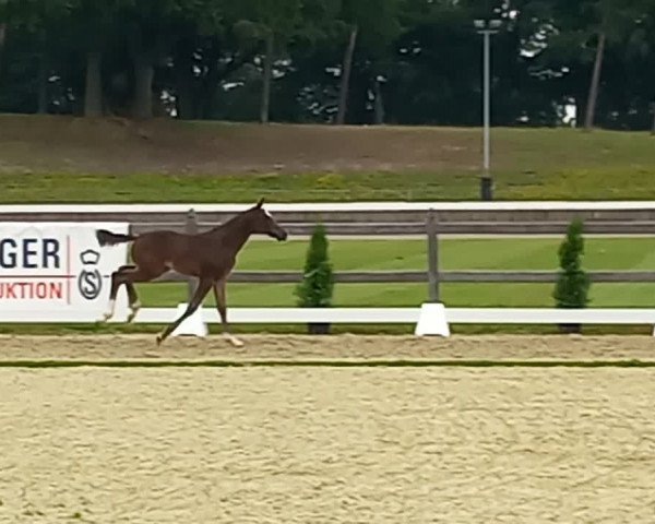 Video of Gio LH