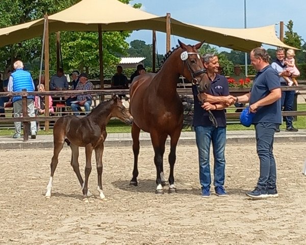 Zuchtstute Queens Special Juna LH (Oldenburger Springpferd, 2019, von I'm Special de Muze)
