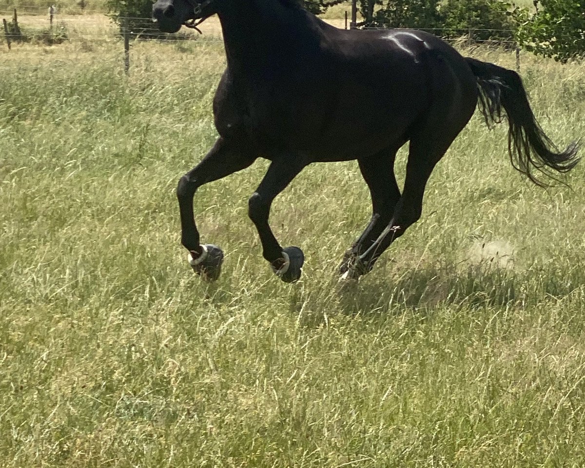 Pferd Floresto (Hannoveraner, 2013, von Flammengold)