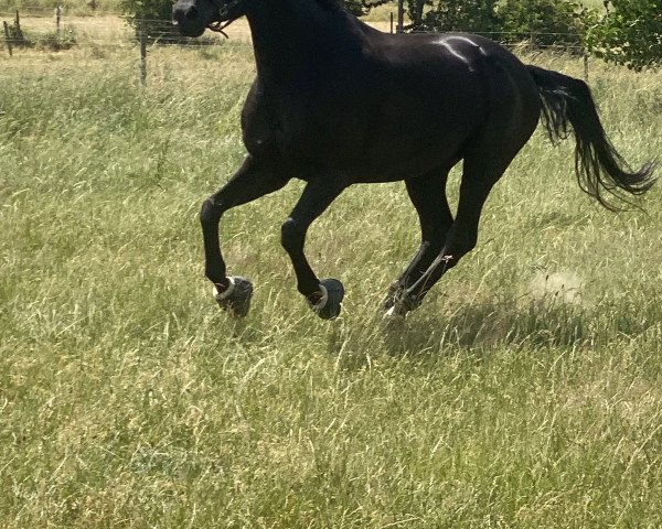 Pferd Floresto (Hannoveraner, 2013, von Flammengold)