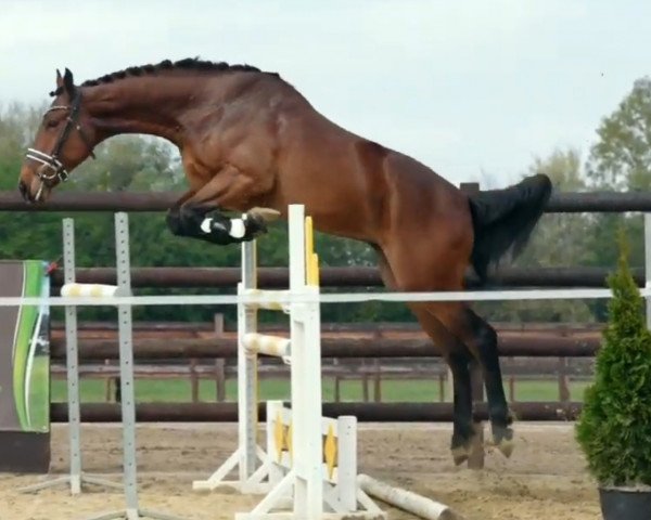 Springpferd Camiro (Rheinländer, 2019, von Crusoe 5)