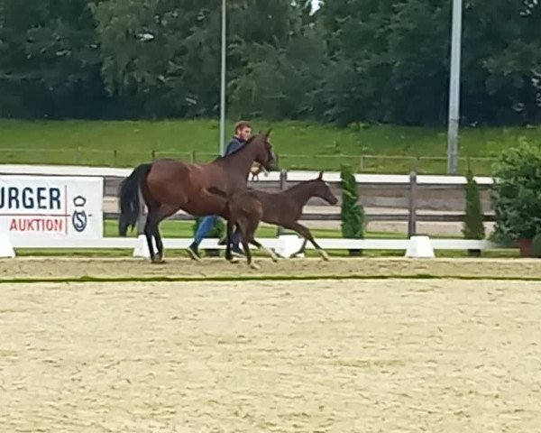 Video of Gio LH