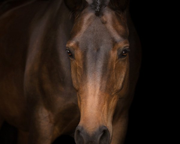 horse Fräulein Frieda 17 (Oldenburg, 2013, from Foundation 2)