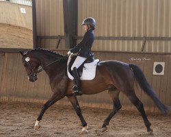 dressage horse Zabulon 3 (German Sport Horse, 2015, from Birkhof's Zalando OLD)