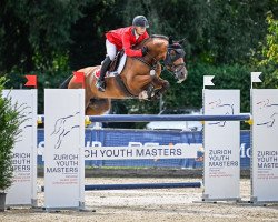 jumper Conteros B (Hanoverian, 2014, from Cascadello)
