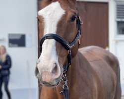jumper Dame Blanche (KWPN (Royal Dutch Sporthorse), 2008, from Tangelo van de Zuuthoeve)
