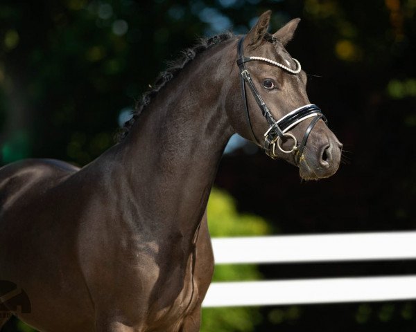 dressage horse Dating's Junior (German Riding Pony, 2019, from Dating AT NRW)