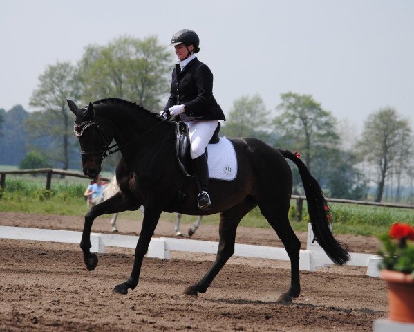 broodmare Waleska 349 (German Sport Horse, 2003, from Wolkenzauber) broodmare Waleska 349 (German Sport Horse, 2003, from Wolkenzauber)