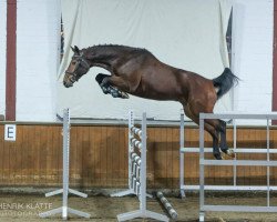 jumper Lord Habibi (Oldenburg show jumper, 2019, from Lord Pezi)