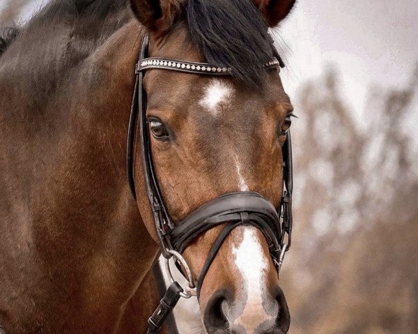 Dressurpferd Stanford 10 (Hannoveraner, 2009, von Sandro Hit)