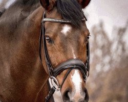 dressage horse Stanford 10 (Hanoverian, 2009, from Sandro Hit)