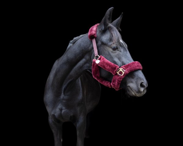 Pferd Gwentina (Oldenburger, 2017, von Bailamos Biolley)