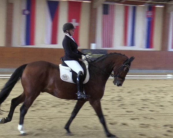 Reitturnier Weikersdorf am Steinfelde 2023