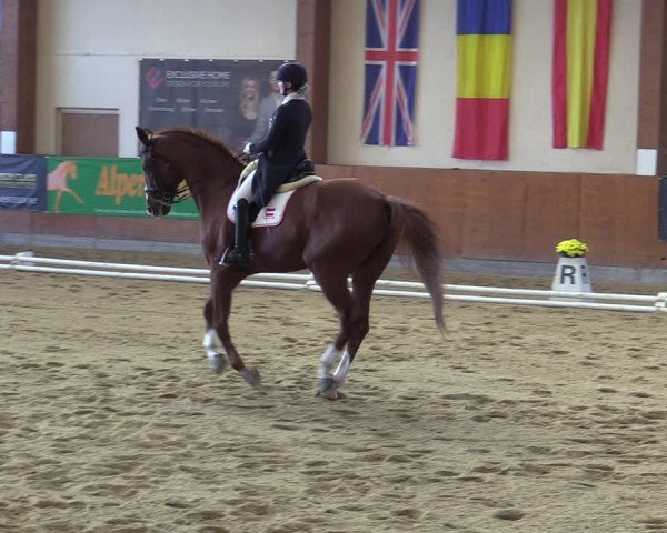 Reitturnier Weikersdorf am Steinfelde 2023