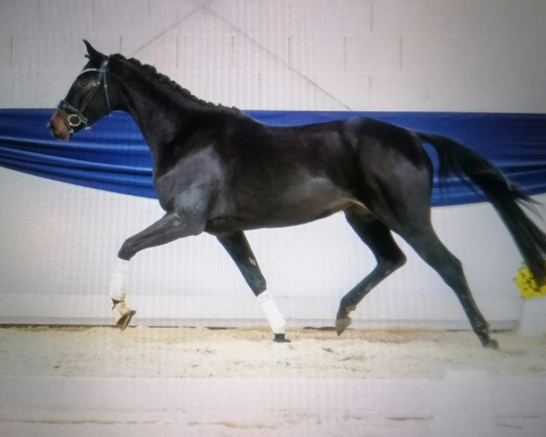 horse Mia (Holsteiner, 2019, from Nerrado)