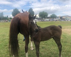 horse Conrad du Rouet (Oldenburg show jumper, 2022, from Chubakko)
