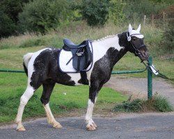 jumper Kiwi (unknown, 2016)