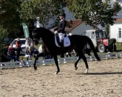 dressage horse Davinia 49 (Oldenburg, 2014, from Colonel Cousteau)