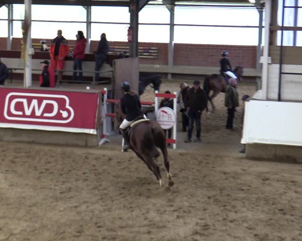 Reitturnier Marl, Reithalle Rohmann 2023