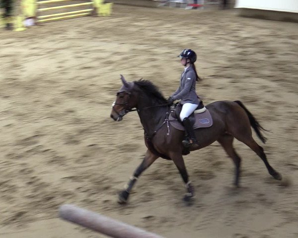 Reitturnier Marl, Reithalle Rohmann 2023