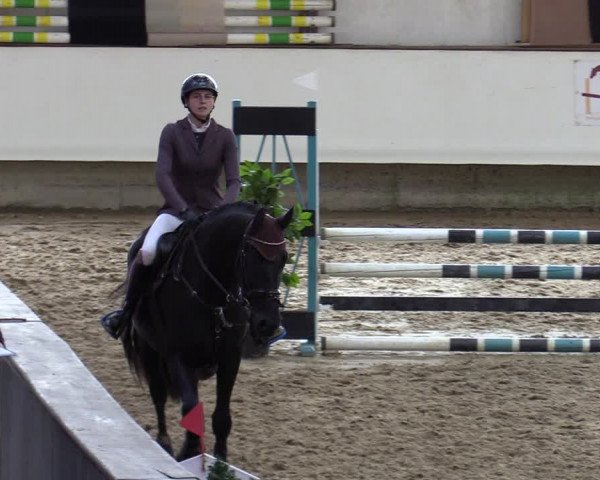 Reitturnier Marl, Reithalle Rohmann 2023