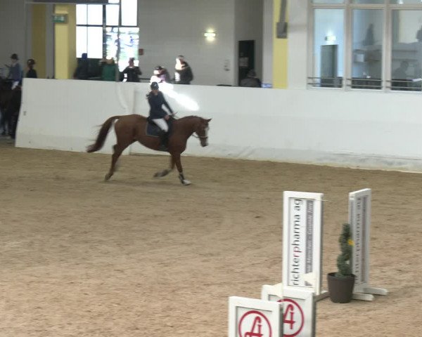 Springturnier Stadl Paura 2023