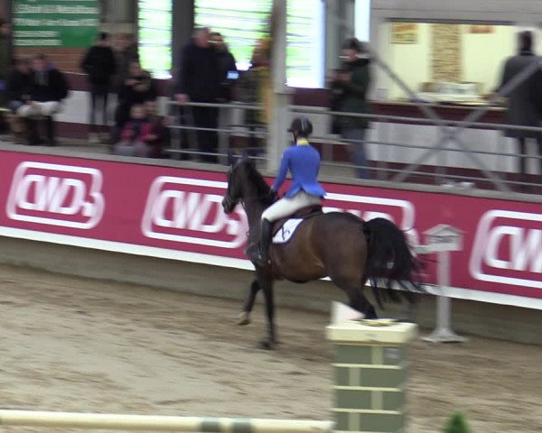 Reitturnier Marl, Reithalle Rohmann 2023