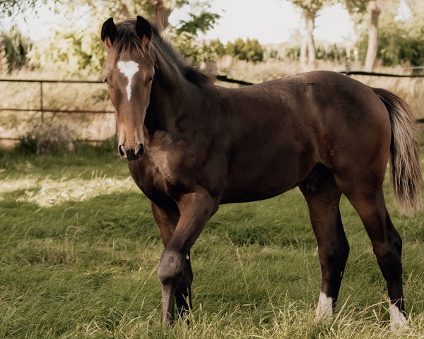 Pferd Alpha Diaro (Westfale, 2023, von Alaba 2)