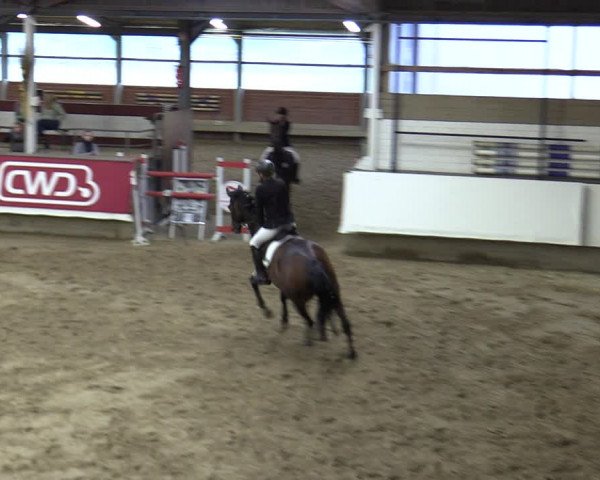 Reitturnier Marl, Reithalle Rohmann 2023