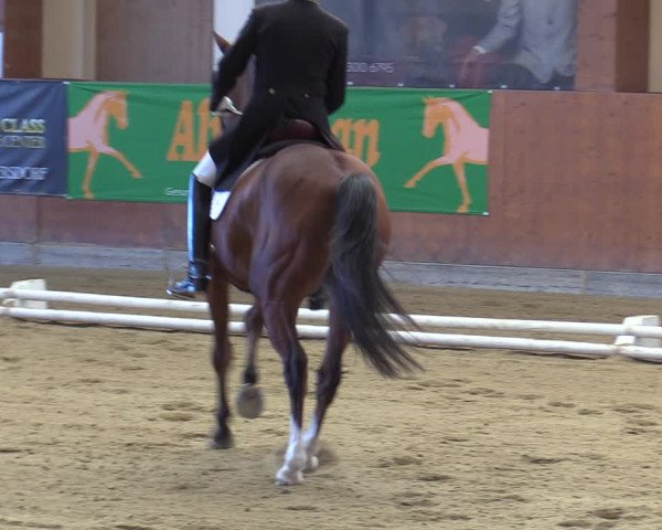 Reitturnier Weikersdorf am Steinfelde 2023