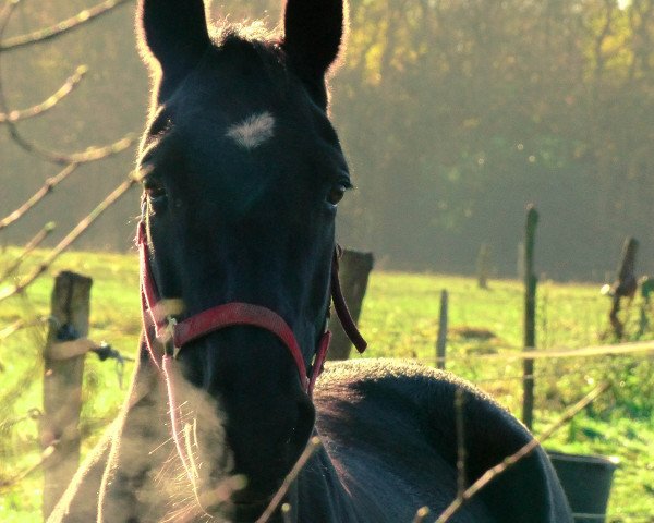 Zuchtstute Karina (Hannoveraner, 2004, von King Arthur TSF)