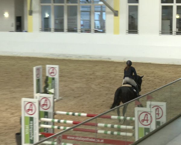 Springturnier Stadl Paura 2023