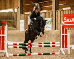 Pferd Privat Ryan (Niederländisches Pony, 2013)
