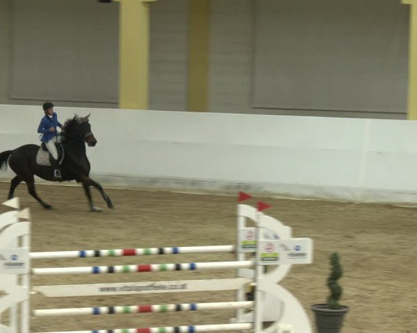 Springturnier Stadl Paura 2023