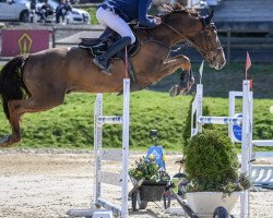 Springpferd Falco de Reuillard (Selle Français, 2015, von Type Top du Monteil)