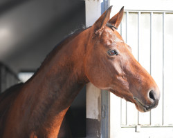 dressage horse Leon 680 (Hanoverian, 2015, from Landsieger I)