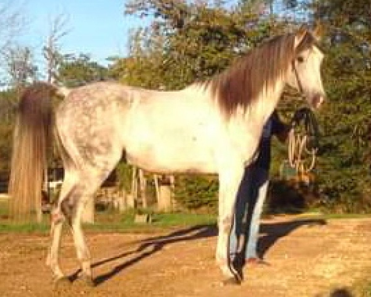 stallion Gerik de Rendpeine ox (Arabian purebred, 1999, from Persik ox)