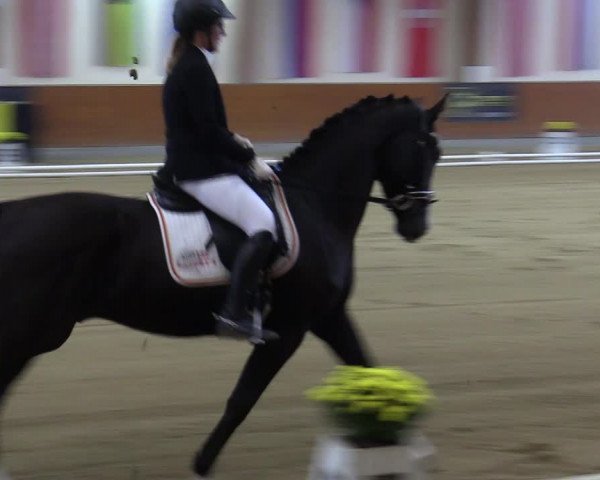 Reitturnier Weikersdorf am Steinfelde 2023