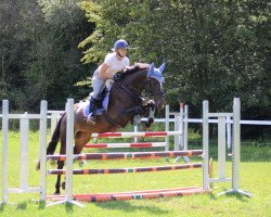 jumper Grey's Gloria (German Sport Horse, 2019, from Diarado)