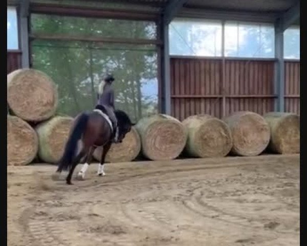 Video of Fürst Fandango