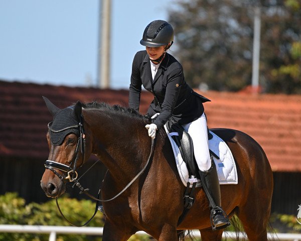 Dressurpferd Firlefanz (Deutsches Sportpferd, 2017, von Nymphenburg's First Ampere)