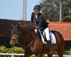 Dressurpferd Firlefanz (Deutsches Sportpferd, 2017, von Nymphenburg's First Ampere)