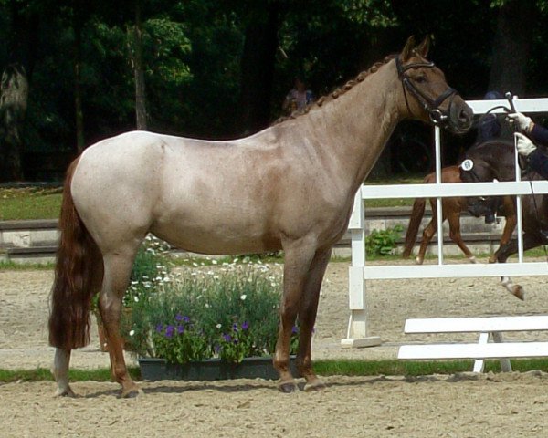broodmare Diva Fleur (German Riding Pony, 2007, from FS Don't Worry)