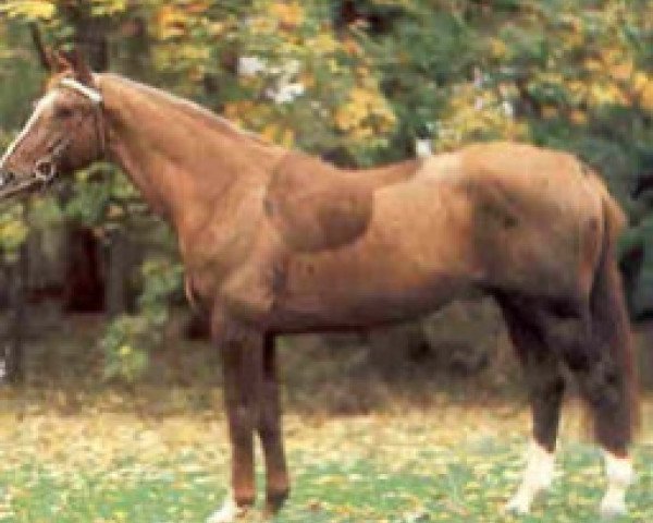 Deckhengst Or de Croupton (Selle Français, 1980, von Heros de Cavron)