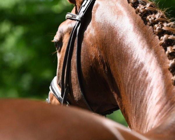 stallion Bordeaux' Barolo (Westphalian, 2010, from Bordeaux 28)
