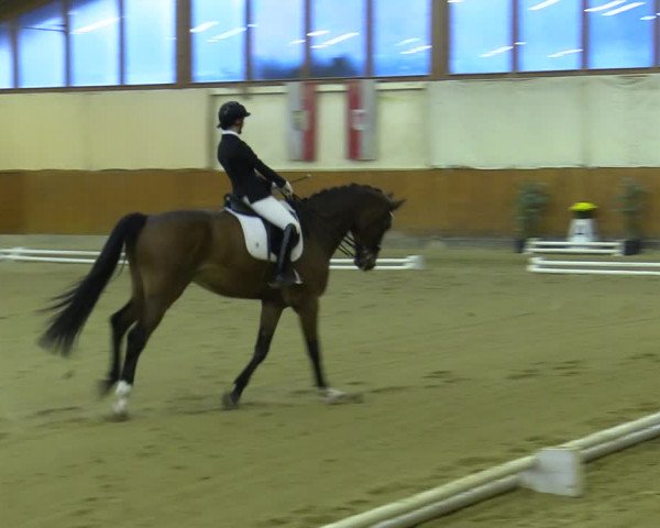 Reitturnier Weikersdorf am Steinfelde 2023