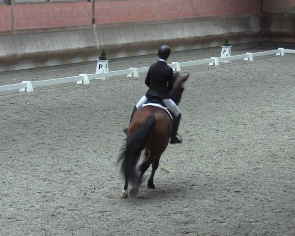 Reitturnier Tremsdorf, Eichenhof 2023