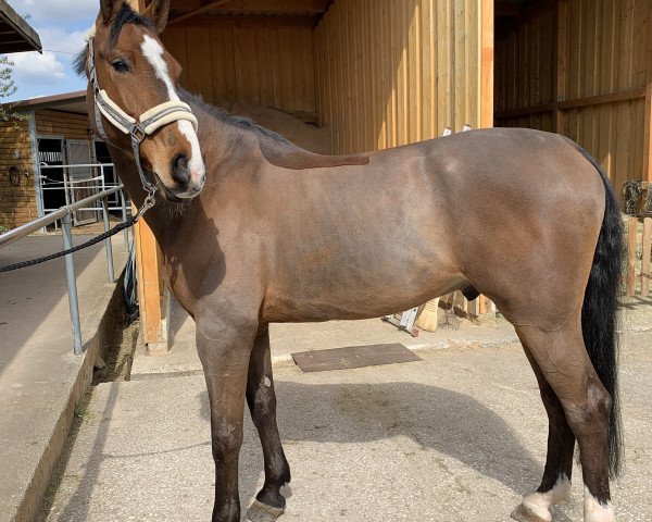 Pferd Casanova 577 (Zangersheide Reitpferd, 2017, von Cabrio van de Heffinck)