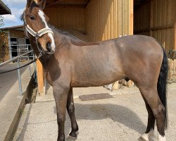 Cavallo Casanova 577 (Zangersheide Reitpferd, 2017, di Cabrio van de Heffinck)